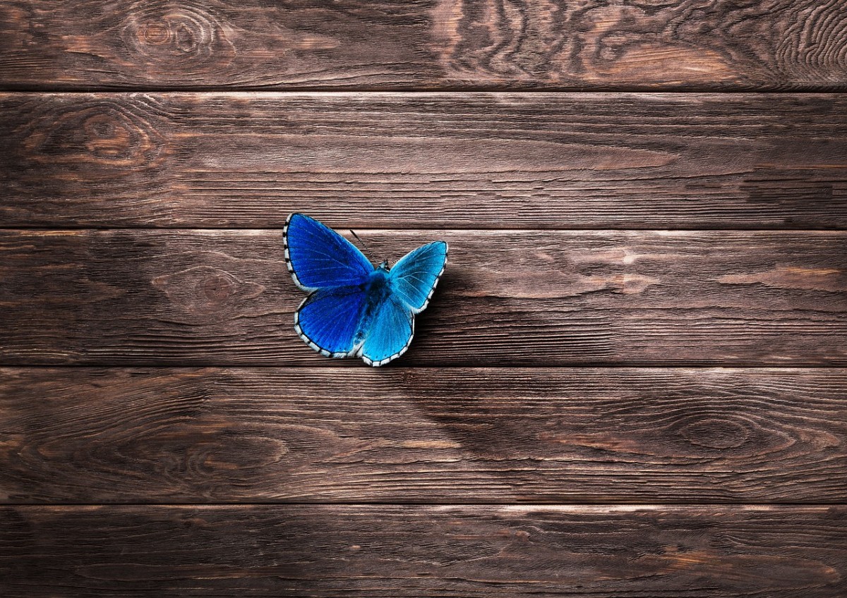 blauer Schmetterling