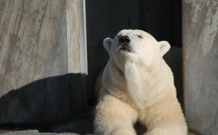 ein Eisbär aalt sich genüsslich in der Sonne