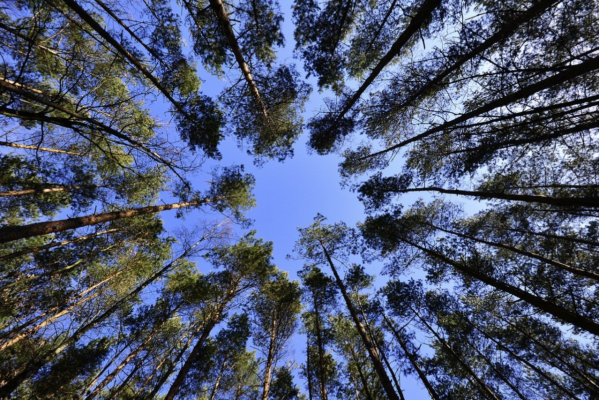 Wald mit Lichtung