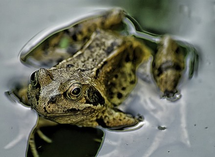 Der Boiled-Frog-Effekt im Unternehmen