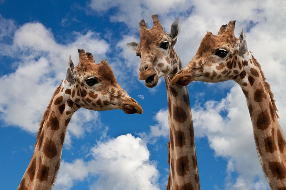 3 Giraffen