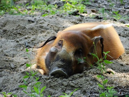 innerer Schweinehund