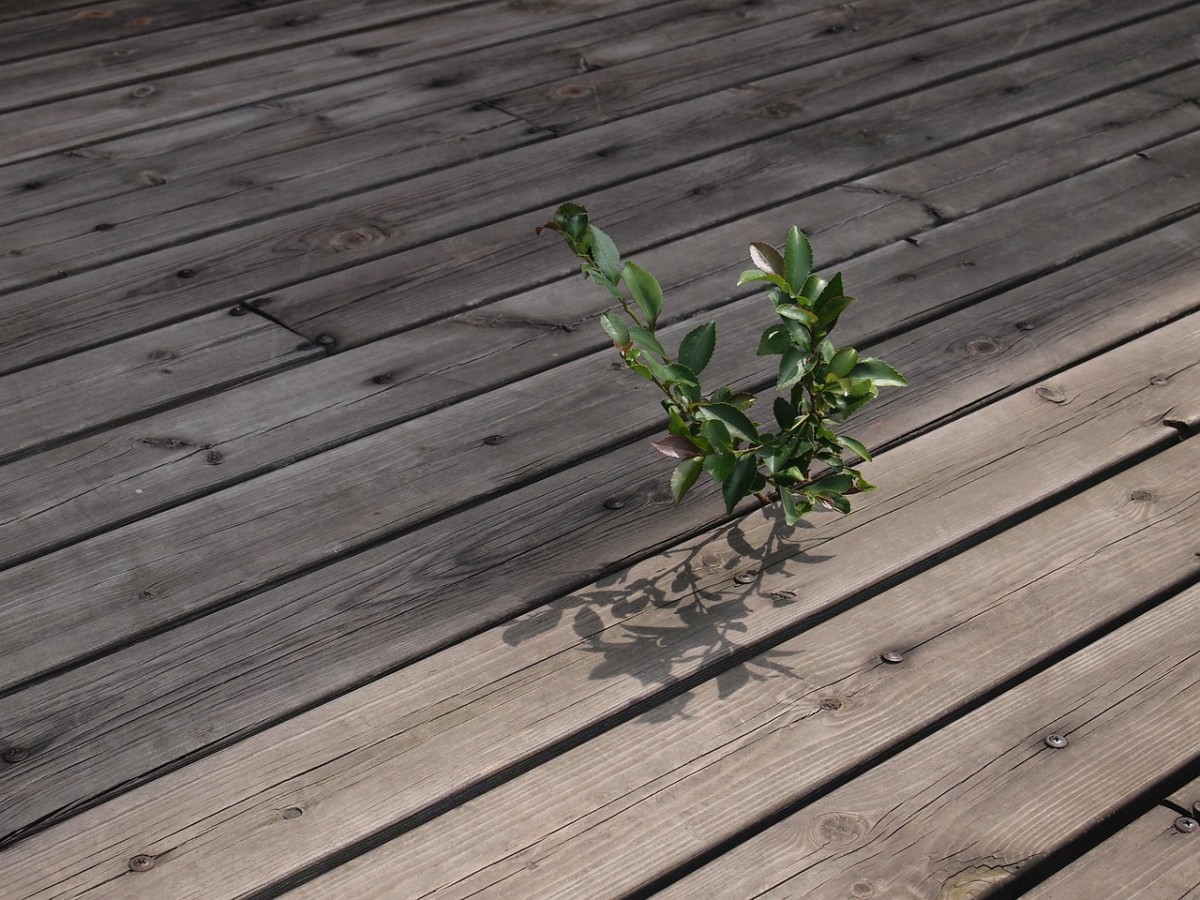 Holzplanken, zwischen denen eine Pflanze wächst