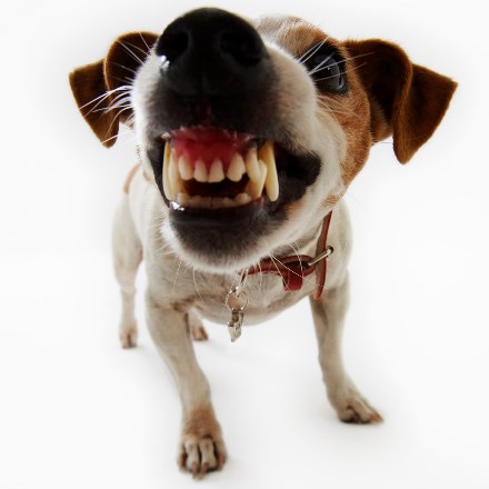 Hundeattacke - Gesetzlicher Unfallschutz greift auch am Probearbeitstag